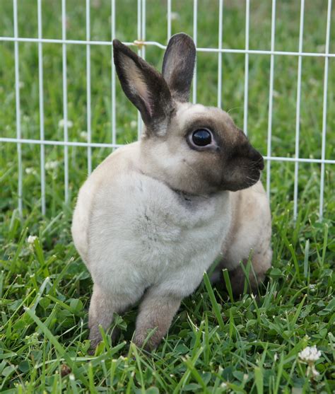 We hope this website answers most of your questions, but our NRRC Officers. . Rex rabbits breeders in ny state